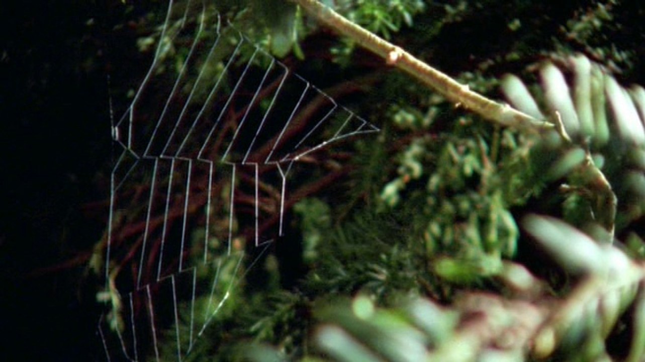 David Attenborough - Élet A Növények Között - 03