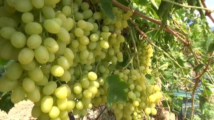 Çekirdeksiz Üzümün Türkiye'deki İlk Hasadı Buldan'da Başladı