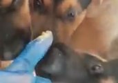 Puppies Tasting Peanut Butter for First Time Will Fill Your Heart With Joy