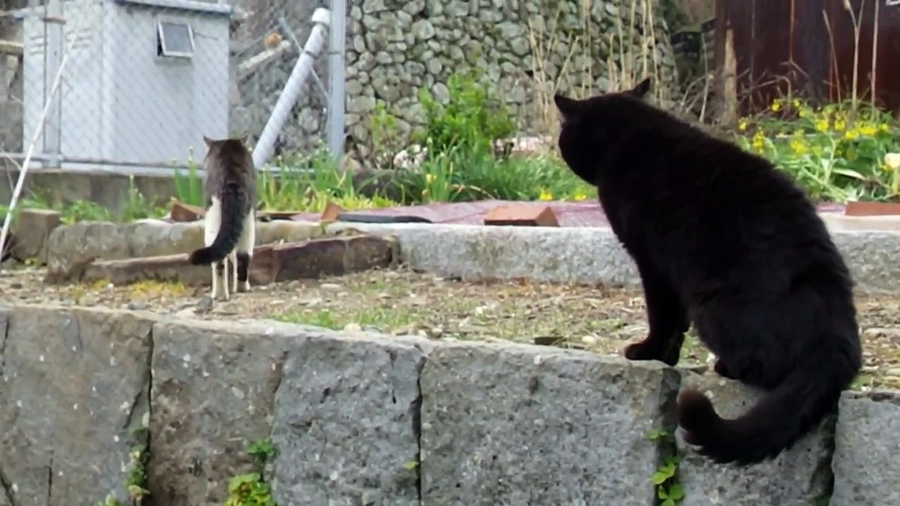 猫のケンカ