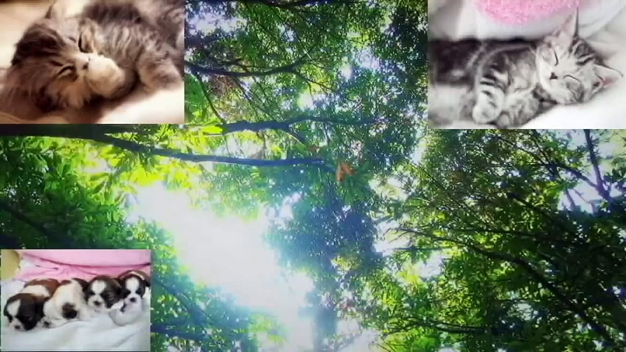 猫ホイホイ（猫転送装置）の罠に引っかかる猫ちゃんがじわじわ面白いｗ～Cat catching a trap of a cat Hui Hui (cat transfer device)