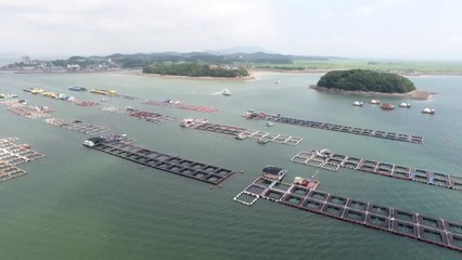 충남 천수만 해역 28도 넘어...'고수온 주의보' 발령 / YTN