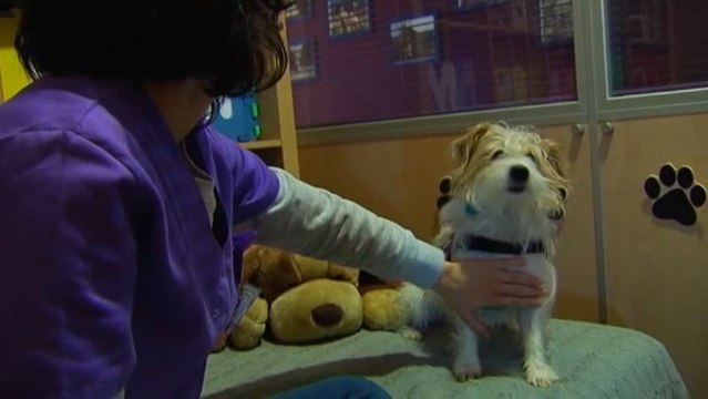 Perros que detectan la subida de azúcar de sus dueños diabéticos.