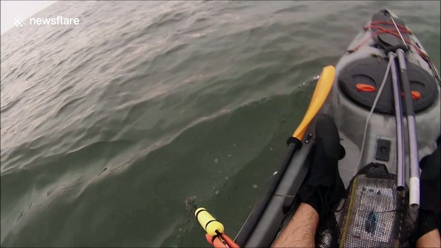 Florida kayaker battles 6-foot hammerhead shark caught on hook