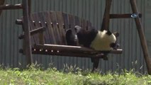 Çin Yavru Pandaların İsmine Yarışmayla Karar Verecek- Çin'den Yavru Pandalara İsim Yarışması