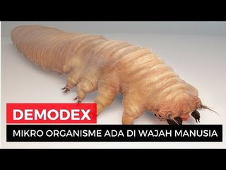 Hii! Hewan Menjijikan Ini Ada di Wajah Manusia