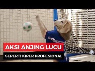 Berbakat Jadi Kiper, Anjing Ini Raih Rekor Dunia
