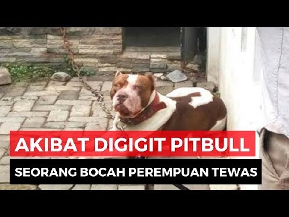 Bocah Tewas Digigit Anjing Pitbull Peliharaan Orang Tuanya
