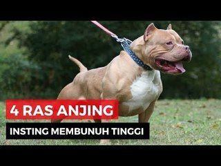 Hati-Hati Dengan 4 Ras Anjing Ini!