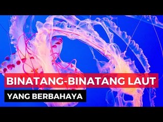 Saat Bermain di Laut Hati hati dengan Hewan ini