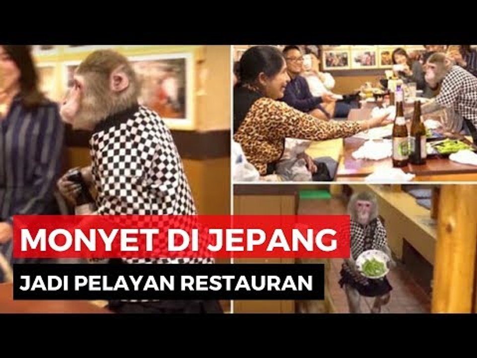 Monyet Pintar Jadi Pelayan Restoran di Jepang