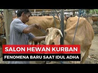 Idul Adha, Kambing dan Sapi Masuk Salon
