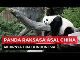 Dua Panda Raksasa yang Menggemaskan, Dikirim dari China ke Indonesia