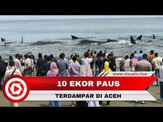 10 Ekor Paus Terdampar di Pantai Aceh, Ini Penyebabnya
