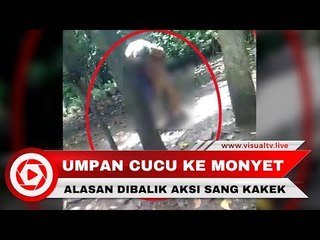 Dituduh Mencuri Uang, Kakek Tega Mengumpan Cucunya ke Monyet Liar