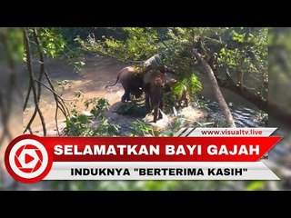 Mengharukan! Induk Gajah Ini "Berterima Kasih" Setelah Anaknya Diselamatkan