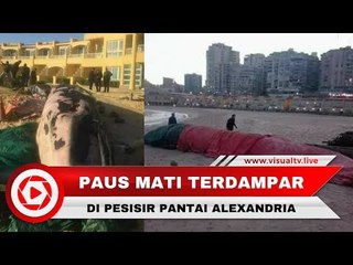 Paus 12 Meter Mati Terdampar di Pantai Alexandria karena Kehilangan Arah