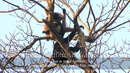 Eastern Hoolock Gibbon the only lesser ape found in India