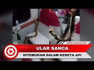 Heboh Ular Sanca Sepanjang Tiga Meter Ada di Kereta Api Kertajaya