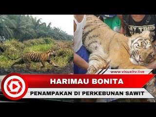 Warga Resah Harimau Bonita Memakan Korban Jiwa