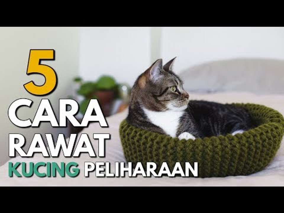 Jangan Malas Bawa ke Dokter Hewan, Tips Memelih...