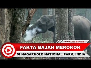 Heboh Gajah Merokok, Ternyata Ini yang Sebenarnya Terjadi