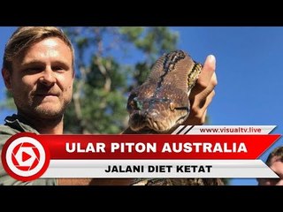 Ular Piton di Australia Jalani Diet, Ternyata Ini Alasannya