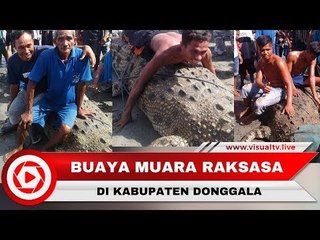Penampakan Buaya Muara Raksasa Kagetkan Warga di Donggala