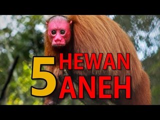 Hewan Aneh dan Langka di Dunia, Salah Satunya Tikus Terbang!