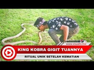 Viral Pawang Dipatuk King Cobra dan Rizky yang Diyakini Mati Suri