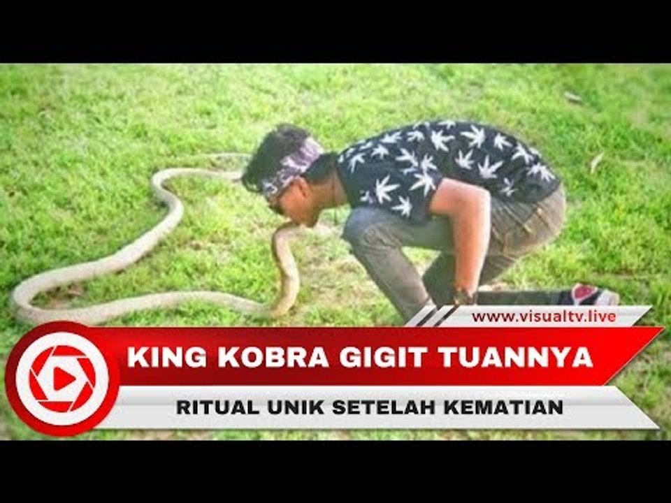 Viral Pawang Dipatuk King Cobra dan Rizky yang Diyakini Mati Suri