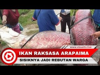 Viral! Ikan Raksasa Arapaima Jadi Tontonan Warga, Sisiknya Jadi Rebutan Orang