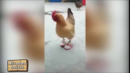 When you think you've seen it all in your life, find a chicken walking with slippers