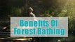 Health-boosting Benefits Of Forest Bathing Or Shinrin-yoku | Boldsky