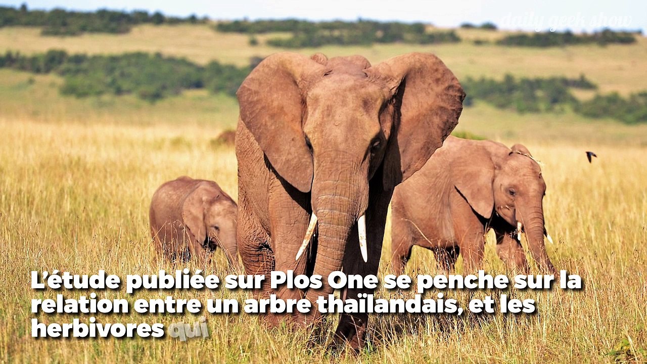 Les éléphants d'Asie sont indispensables aux forêts thaïlandaises