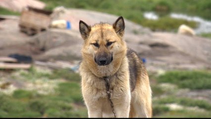 Climate change threatens Greenland's sled dog culture
