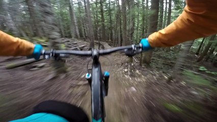 Close Encounter of the Bear Kind