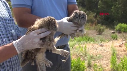 Antalya Tedavisi Tamamlanan Yavru Baykuşlar Doğaya Salındı