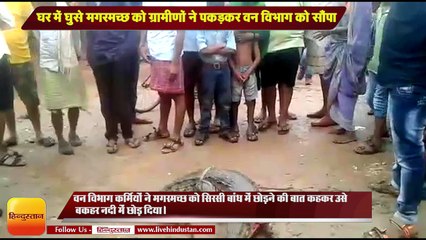 घर में घुसे मगरमच्छ को ग्रामीणों ने पकड़कर वन विभाग को सौंपा