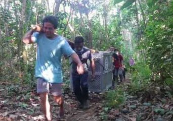 Mother Orangutan and Baby Released Back Into the Wild