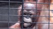 Horror-Zoo in Bangkok: Diese Bilder sind schockierend