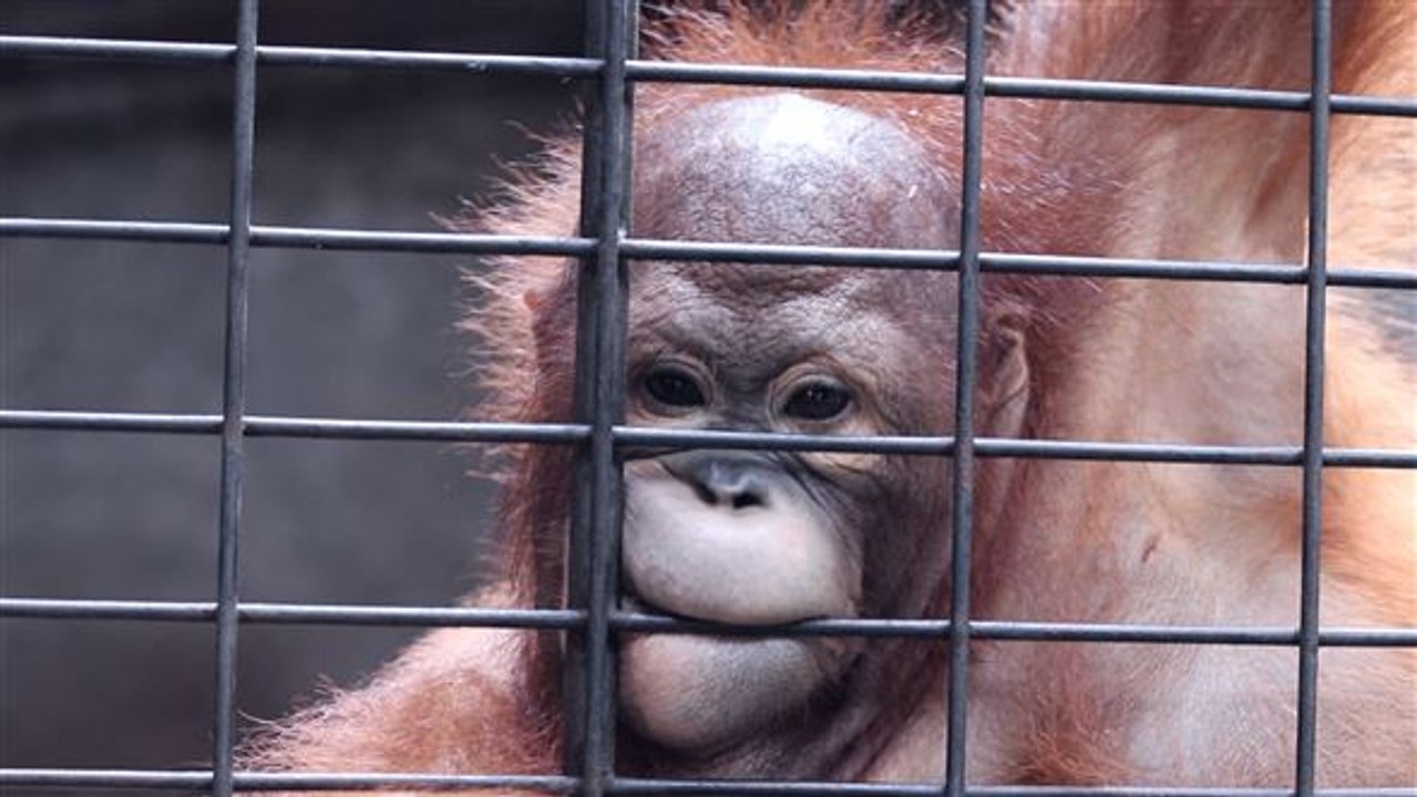 Horror-Zoo in Bangkok: Diese Bilder sind schockierend