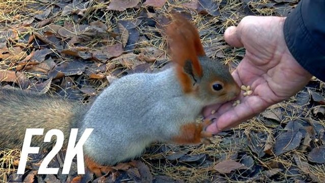 Um estado na Índia declarou novo status legal para os animais