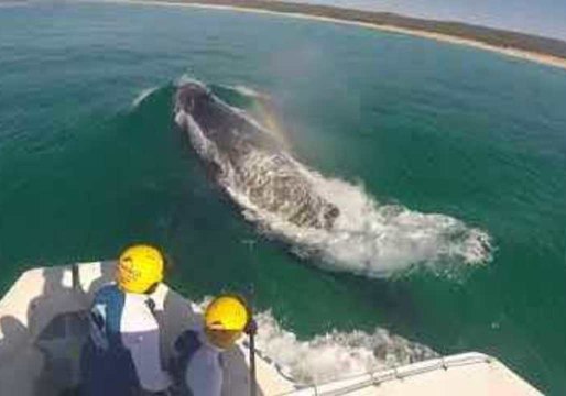 Sea World Team Removes Netting From Humpback Whale Off Queensland Coast