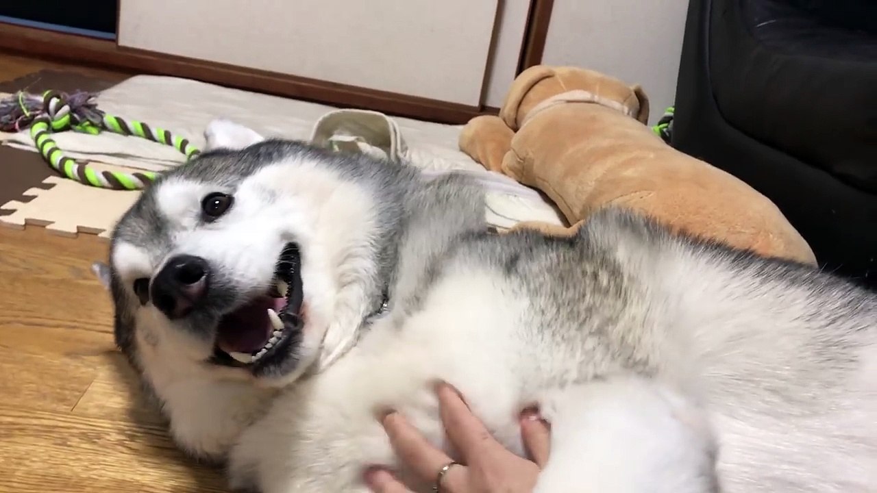my  cute dogs hahha #2 なでなでかわいい