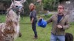 Un lama donne un coup de boule à Christophe Dechavanne ! - ZAPPING TÉLÉ BEST OF DU 09/08/2018