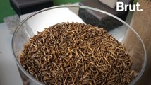 France : la première ferme à insectes comestibles