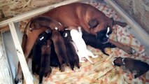 Boxer Matyane et ses 11 chiots à 14 jours