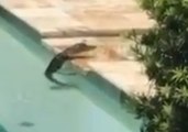 Alligator Cools Down in Florida Heat by Taking a Dip in Family's Pool
