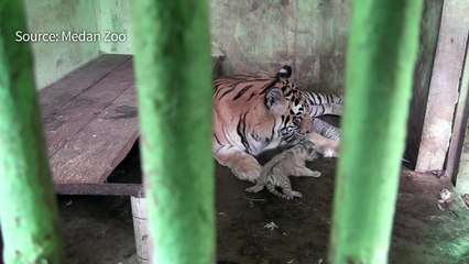 Indonesian zoo welcomes newborn Bengal tiger cubs